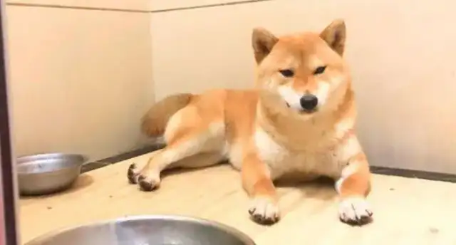Chai dogs have brought lovers home, and now they have dogs