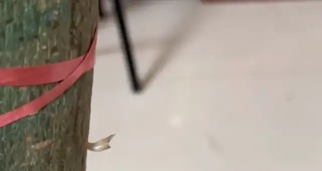 The dog was grinding his teeth, and his teeth fell off and stuck in a tree. Root Let's go