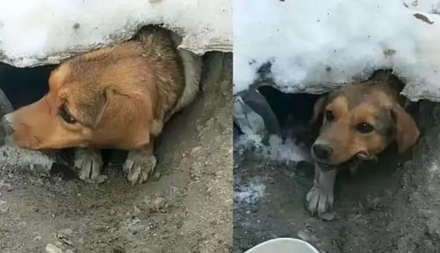 Mothers of stray dogs who hide in the snow would rather starve themselves than leave the baby