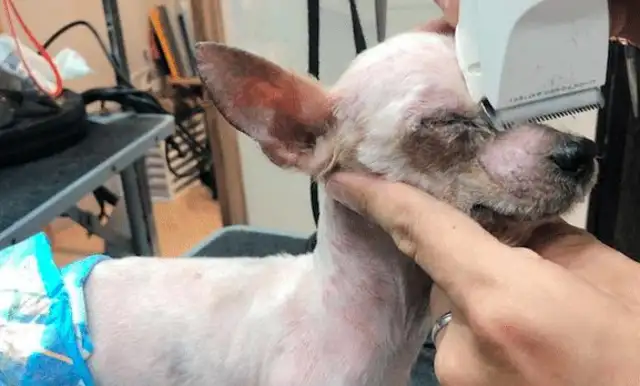 A man who abandoned his dog for nine years, and a hairdresser took care of it to regenerate it