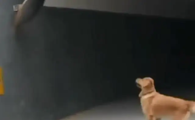 Send the dog downstairs to get the delivery. He hasn't come back for an hour