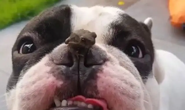 Crawling dogs on their foreheads looking at the scenes, bulldogs staring at chickens