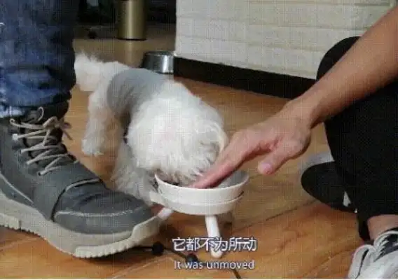 The cute little dog showed the sights: the Marzith dog was madly fed, biting people for dozens of times and then being subdued