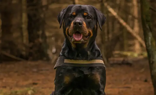 A national unified dog ban list should be established as soon as possible