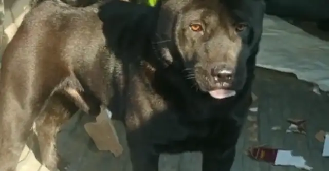 A dog in Dog City costs $65,000? Big brother: This is the five black men with the tail of money