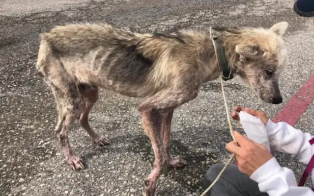 A man mistreats a dog for his ex-wife