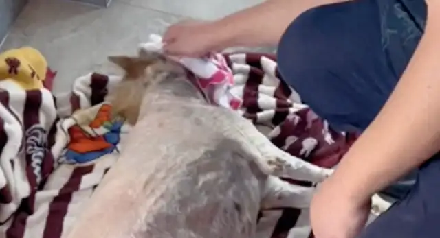 The dog died for 13 years and made a box for it