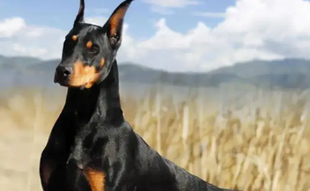 A national unified dog ban list should be established as soon as possible