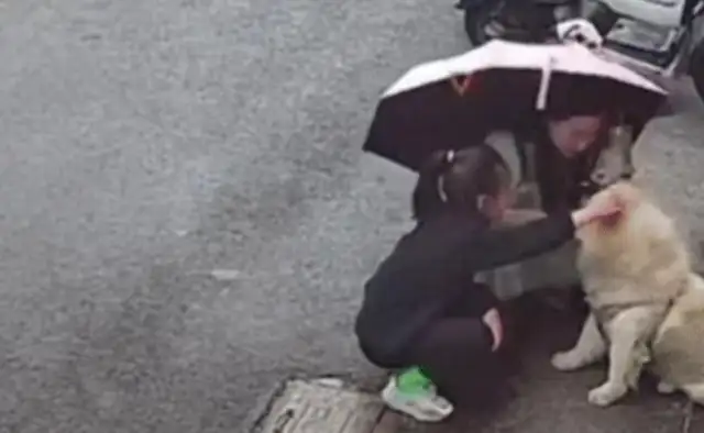 The dog-loving man was caught in a trap. Jiangsu girl was hit with the dog, and she got excited