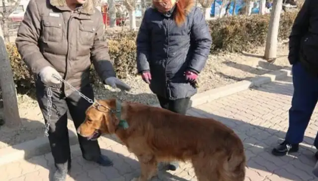 No big dogs in the neighborhood, no big ones to sell their gold hairs