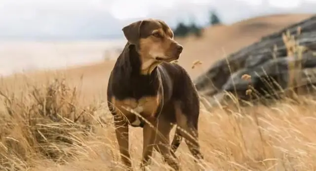 A pet dog from abroad who wandered 1,300 miles and spent five years finding his owner