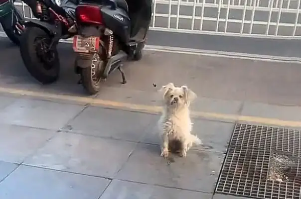 A hungry stray dog who won't leave in front of a duck stand and longs for a heart attack