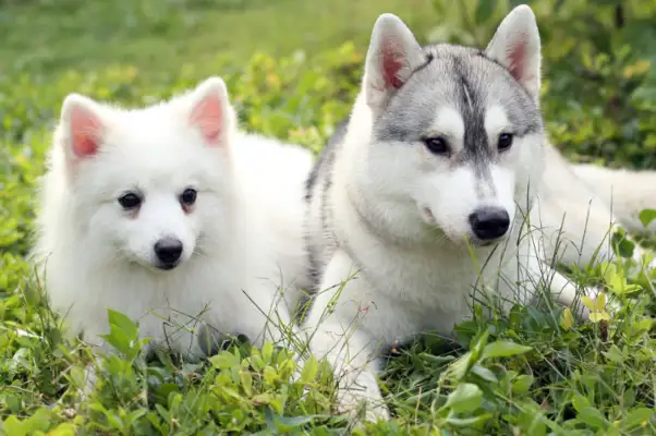 The dog saved the two sisters in return. Face