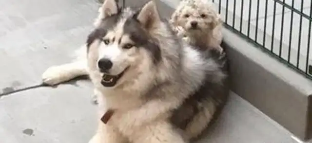 Haskee and the VIPs depend on each other. They're still together