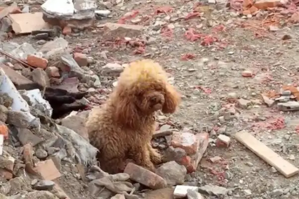 The dog went to Wang Star by accident, and Teddy didn't eat or drink with him. Down