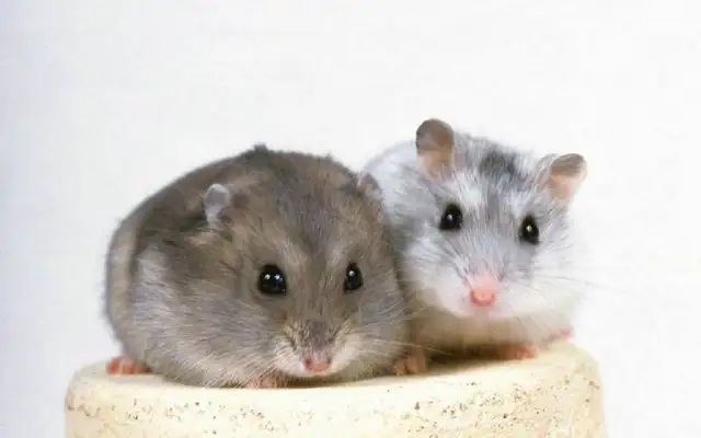 Do hamsters heal themselves? It depends on how thin it is