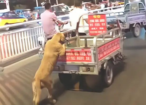 Blonde dog claws in a tricycle. I don't know what he's doing, but when he gets close, he's jealous