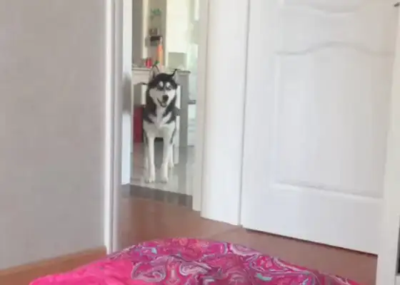 The master forbids dogs from entering the bedroom