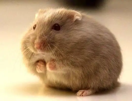 Do hamsters heal themselves? It depends on how thin it is