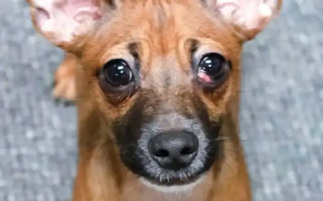 The homeless dog in the shelter has been returned repeatedly! It doesn't know where it's wrong