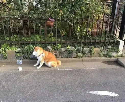 Chai Dog loves sunburning at the door. The master is worried about its safety. Professionals drew it for parking. Field