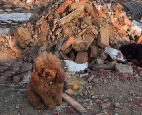 The dog went to Wang Star by accident, and Teddy didn't eat or drink with him. Down