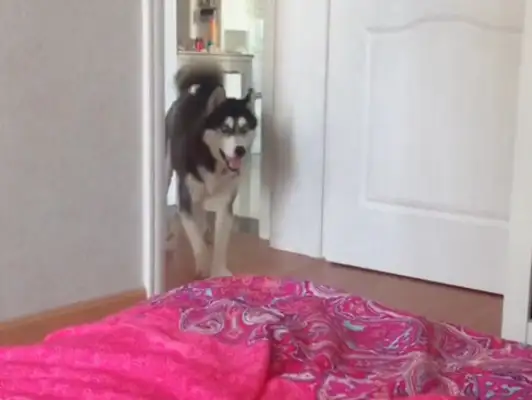 The master forbids dogs from entering the bedroom