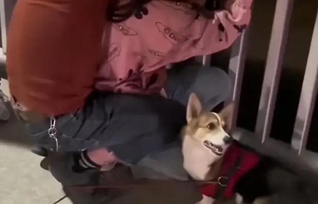 The homeless dog in the shelter has been returned repeatedly! It doesn't know where it's wrong