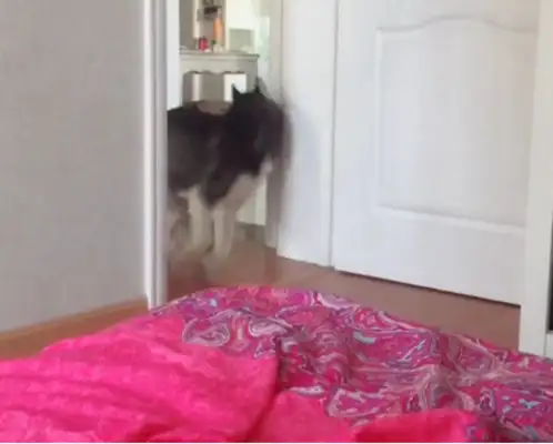 The master forbids dogs from entering the bedroom