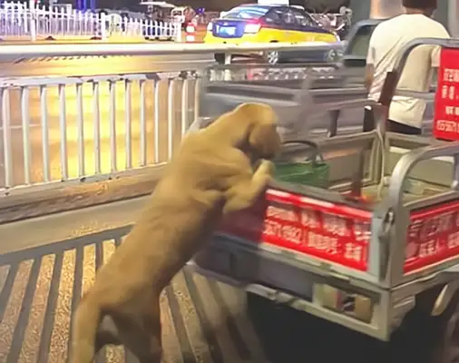 Blonde dog claws in a tricycle. I don't know what he's doing, but when he gets close, he's jealous