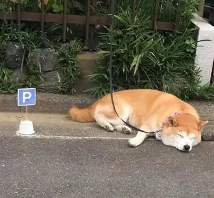 Chai Dog loves sunburning at the door. The master is worried about its safety. Professionals drew it for parking. Field