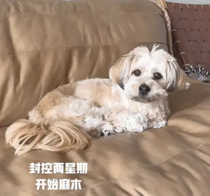 After the residential block was sealed, the dog started to look beautiful, and then three weeks later, he didn't look