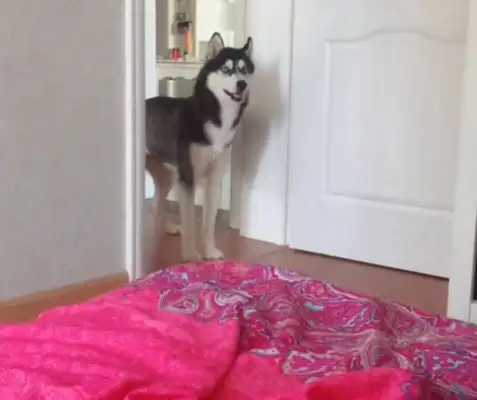 The master forbids dogs from entering the bedroom
