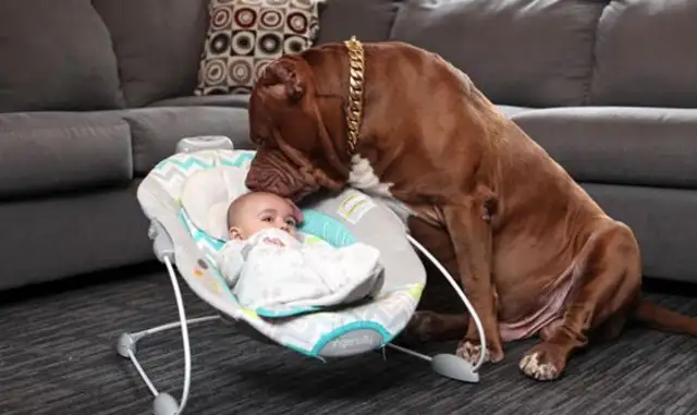 The world's largest bulldog acts as a nanny
