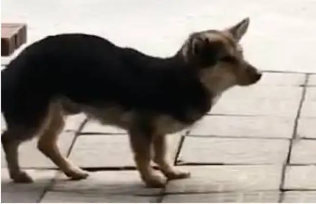 The stray dog was looking for adoption