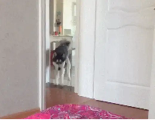 The master forbids dogs from entering the bedroom