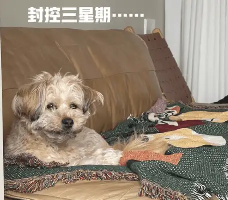 After the residential block was sealed, the dog started to look beautiful, and then three weeks later, he didn't look