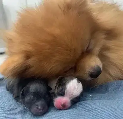 Bomi's pregnant woman gave birth to two sons of bitches, took out the records on his cell phone, but was blighted by Wang