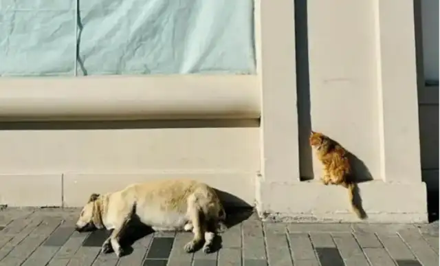 The red stray dog is the number one tourist attraction in Istanbul, Tacksim Square