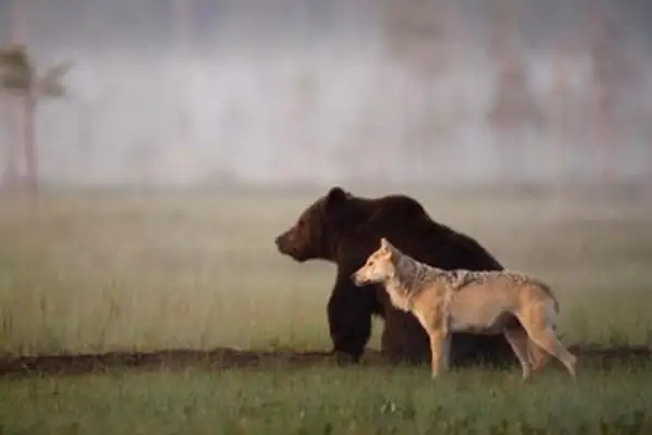 Dogs rush into the fire to save juvenile cats and cross species selfless. Love