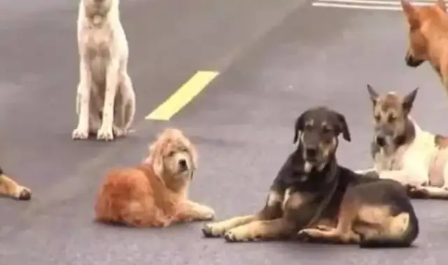 The stray dog was standing in the middle of the road, the driver couldn't understand it, and he was so moved