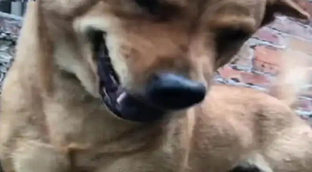 The dog's smile was so kind when he picked up the dog after a while