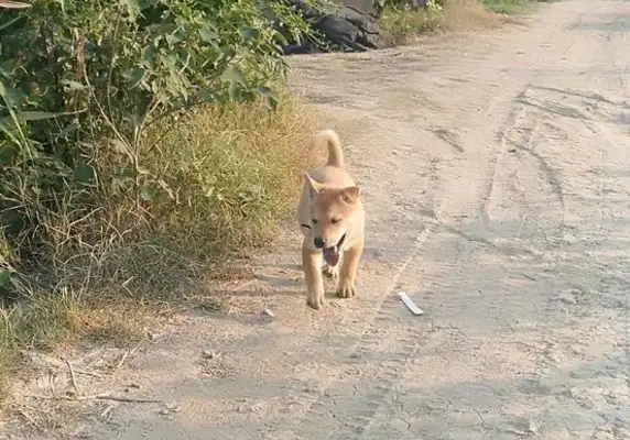 The doggy wakes up and there's no one in the house, he sneaks to the rice and he finds his home