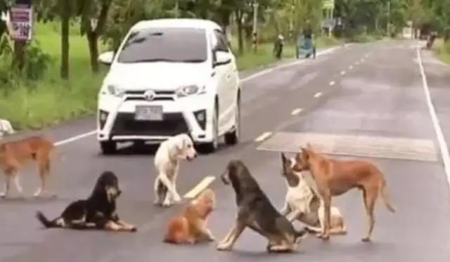 The stray dog was standing in the middle of the road, the driver couldn't understand it, and he was so moved