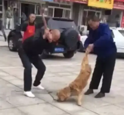 The owner beat the golden hair to death in the street, and he's still shaking his tail
