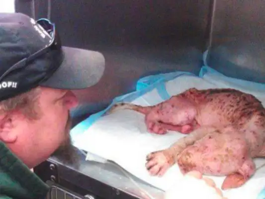 A man who's afraid of paying a dog for a cure is touched by the fact that he's making love for himself