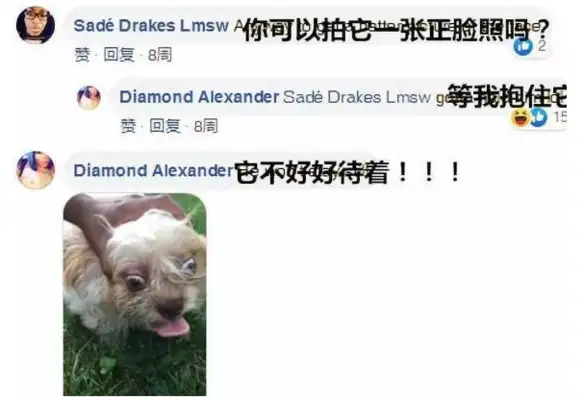 The girl wanted to help the lost dog find the owner, and the netizens asked her to take a picture of her face
