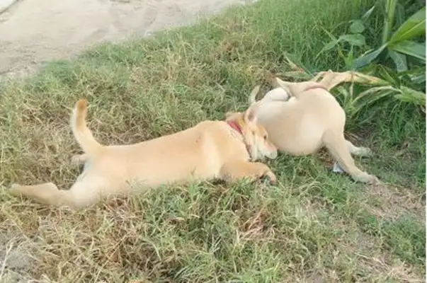 The doggy wakes up and there's no one in the house, he sneaks to the rice and he finds his home