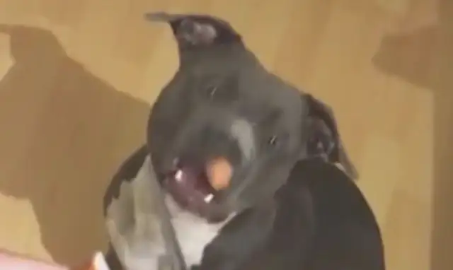 Women cut down sausages and threw them to dogs. Dogs are funny. Dogs: