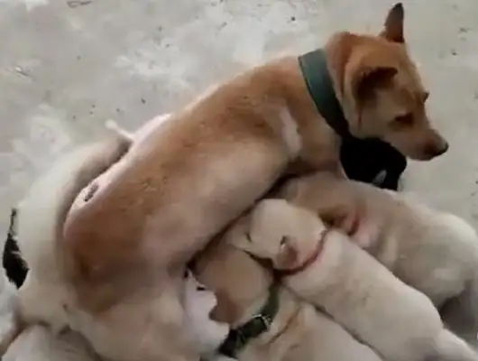 There's a bunch of dogs in the ground, and even the bitches are confused